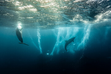 Common dolphins hunting fish during sardine run © Kristof