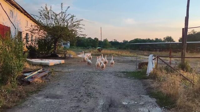 A flock of white geese walks along a gravel path in a rural courtyard at sunset, with a weathered building and overgrown vegetation in the background. The scene evokes a sense of q