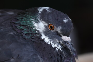 close up of a gray pigeon © Ksenia Konovalova