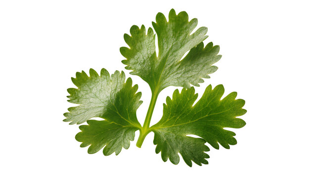Isolated fresh green cilantro leaves sprig, aromatic cooking herb ingredient for food