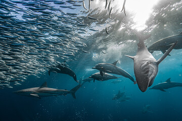 Sardine run bait ball hunting with dolphins and sharks © Kristof