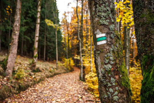 Footpath through autumn forest marked by hiking trail sign painted at tree trunk