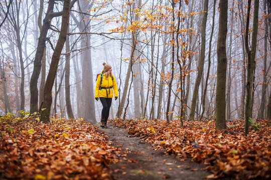 Hiking in autumn forest. Woman hiker with yellow jacket walking at trekking trail in foggy woodland. Outdoors adventure