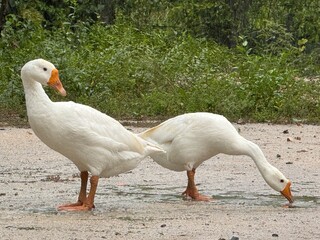 white goose on the grass © Soung