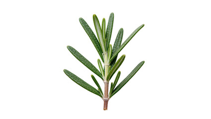 Isolated fresh green rosemary sprig for culinary herb ingredient or aromatic garnish © Aoife