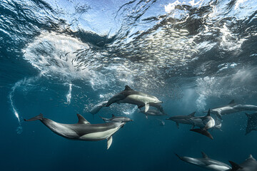 Sardine run: common dolphins hunting bait ball © Kristof