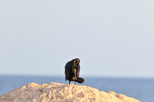 Double crested cormorant after feeding, preening and drying on rocks