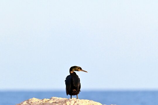 Double crested cormorant after feeding, preening and drying on rocks