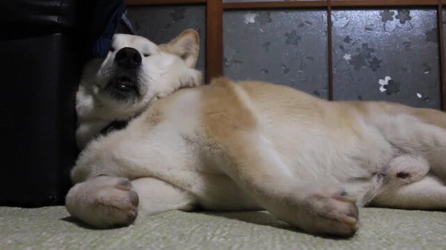 柴犬の居眠りシーン