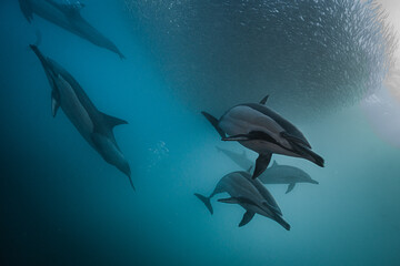 Naklejka premium Common dolphins hunting sardines forming bait ball
