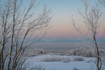 Fototapeta premium Winter landscape in Estonia with frost-covered trees framing the scene. he bare branches are delicately coated with ice giving them a shimmering white appearance. Frozen Baltic Sea in a background.