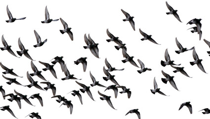 Isolated large flock of common city pigeons flying dynamically, showcasing graceful aerial motion. © Aoife