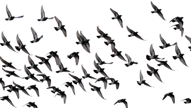 Isolated large flock of common city pigeons flying dynamically, showcasing graceful aerial motion.