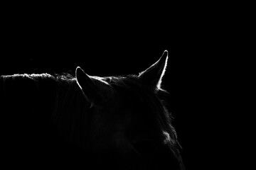 Low-key portrait of a horse head with dramatic rim lighting highlighting the mane and ears on a black background © PIC by Femke
