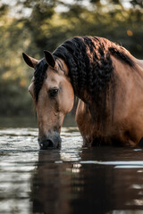 Buckskin horse with braided mane drinking from a shallow river at golden hour, close-up profile view © PIC by Femke