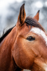 Close-up portrait of a chestnut horse with a white blaze, focused eye and mane against a soft blurred background © PIC by Femke