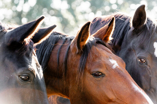 Close-up portrait of three horses standing closely together with warm sunlight and blurred bokeh background