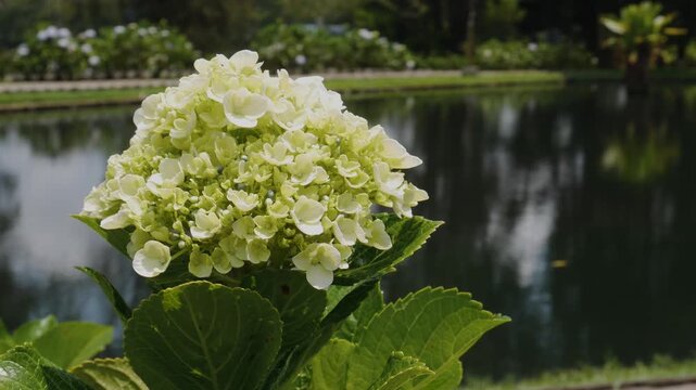 A gentle close-up of white hydrangea flowers swaying softly in the wind beside a calm pond. Natural lighting creates a serene and peaceful garden atmosphere.