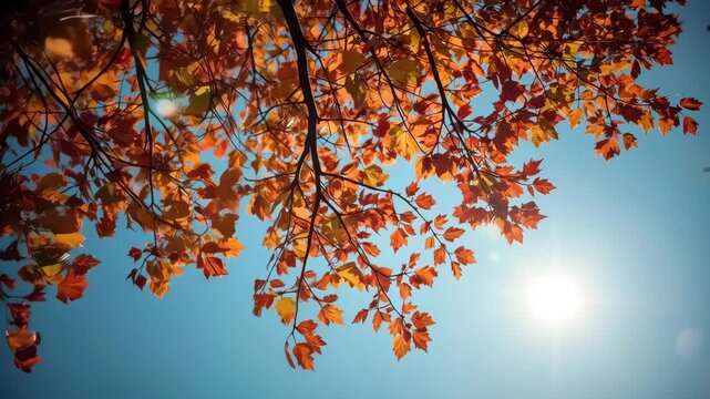 Autumn leaf branches against blue sky, bright sun, warm sunlight, vivid seasonal color tree