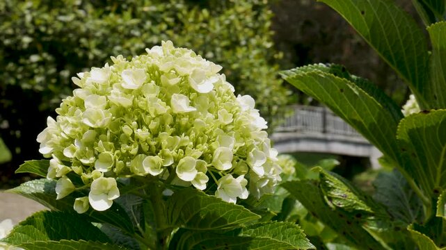 A close-up shot of white hydrangea flowers swaying gently in the wind, with a blurred garden bridge in the background. Peaceful and natural outdoor scene for relaxation visuals.