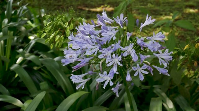 Close-up of purple Agapanthus flowers softly swaying in the wind under natural sunlight. Peaceful garden scene ideal for relaxation, meditation, or nature background footage.
