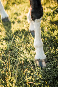 Close-up of a horse's front leg with a white sock marking and hoof standing on sunlit green pasture grass in warm afternoon light