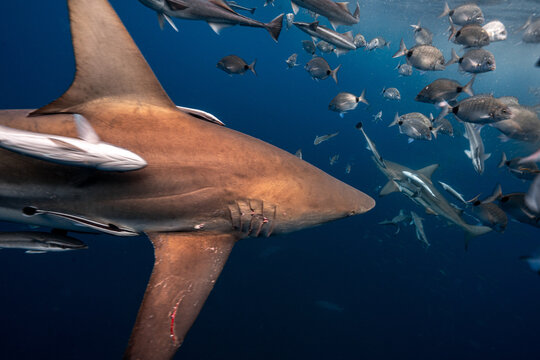 Oceanic blacktip shark swimming with remoras and fish