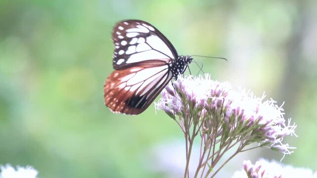 花の蜜を吸うアサギマダラ 渡り蝶  4K  接写  Parantica sita butterfly