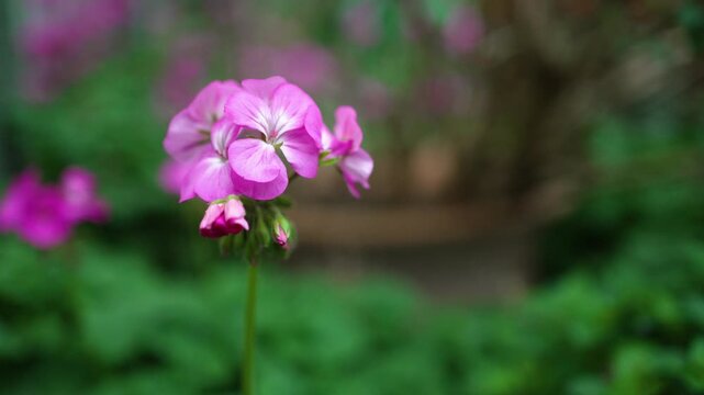 Pink Geranium nature footage background for design