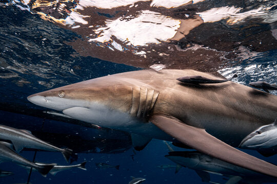 Oceanic blacktip shark swimming with remora fish