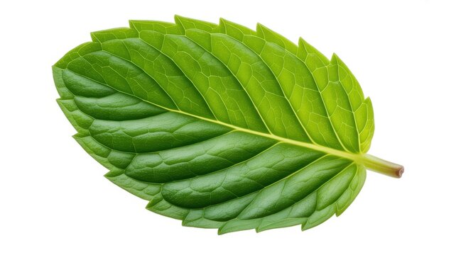 Fresh green mint leaf isolated on white background