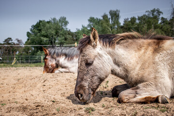 Two young horses lying down in a sandy paddock near a fence on a sunny day © PIC by Femke