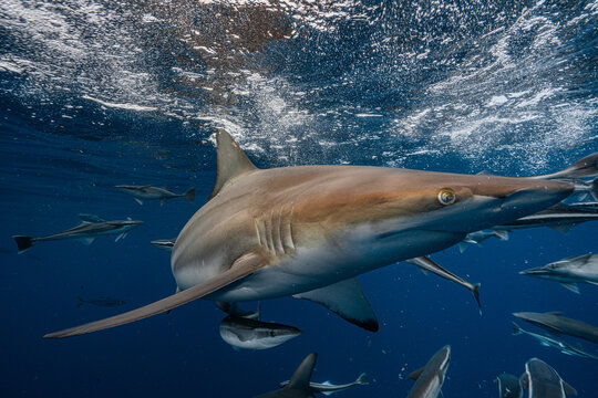 Oceanic blacktip shark swimming with remoras underwater