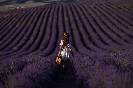 Lavender field woman walking agricultural rows in Provence for peaceful travel background