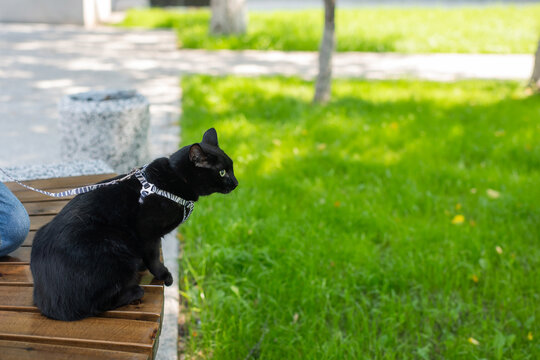 A black cat on a walk in a harness. 