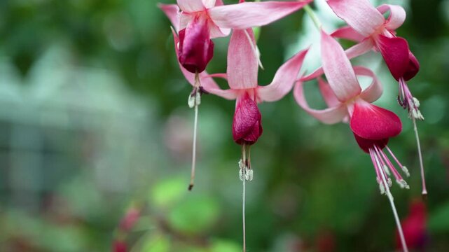 Fuchsia Flower red and purple flower for footage nature background design