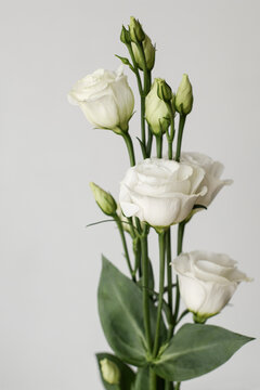 Twig of white eustoma flowers on gray background