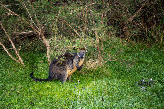 Swamp wallaby standing among green foliage in natural Australian bushland habitat