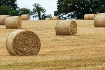 bales of hay © frank