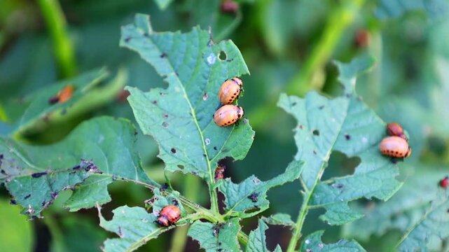 Colorado potato beetle larvae eat green leaves on an agricultural field. Smooth close-up shot shows agricultural pests destroying vegetable crops on an outdoor farm, highlighting plant protection issu
