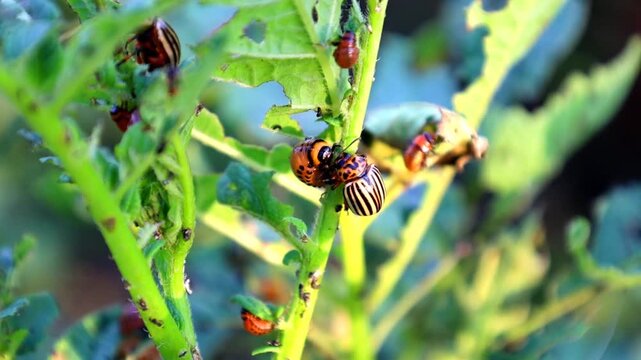 Colorado potato beetles and their larvae crawl on potato stems eating green leaves. Smooth close-up camera motion captures agricultural pests destroying crops in a garden during a bright sunny summer 