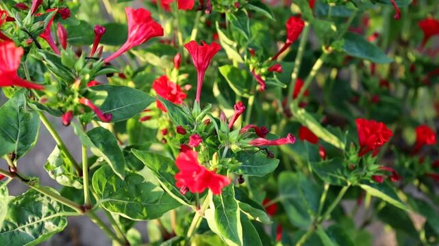 Vibrant red mirabilis flowers bloom on bush branches among lush green leaves. Camera slowly moves capturing decorative plants in an outdoor garden on a sunny summer day, perfect for nature and landsca