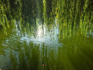 Lush green weeping willow leaves cascading down over calm green water with bright sun glint reflections. Perfect natural background for tranquility, relaxation, wellness, framing, and summer concept. © MadameSayCheese