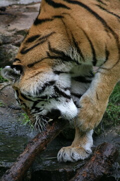 Amurtiger