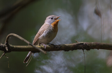 Obraz premium Eurasian Wryneck - in spring at the garden