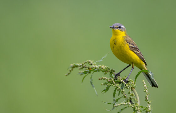 Yellow wagtail - male bird in summer at a wet fields