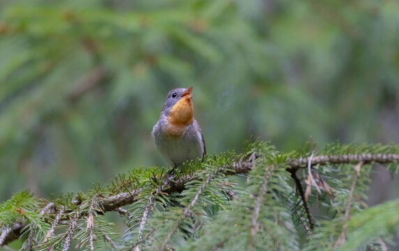 Red-breasted flycatcher - at the spurce forest in summer