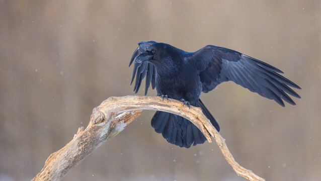 Common Raven - in winter at a wetland