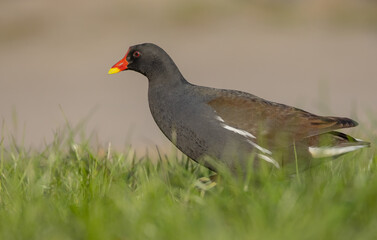 Fototapeta premium The common moorhen - adult bird in spring