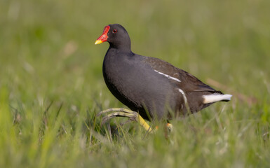 Obraz premium The common moorhen - adult bird in spring